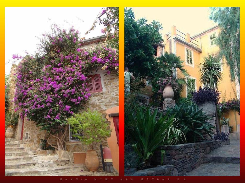 183 D23 BORMES LES MIMOSAS 1_000040.jpg